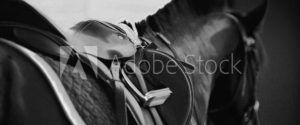 1920-x-800---Horse-&-Saddle