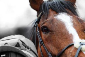 Tribal-Path-Damien-English-Racehorse-Trainer-Header---2