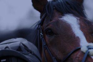 Tribal-Path-Damien-English-Racehorse-Trainer-Header